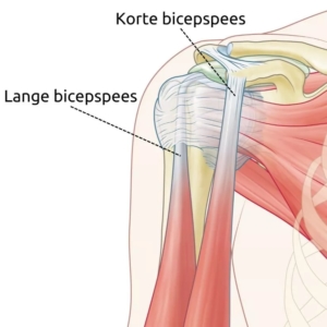 Anatomische illustratie van de lange en korte bicepspees in de schouder: de lange bicepspees loopt door het schoudergewricht en is kwetsbaar voor ontsteking en overbelasting