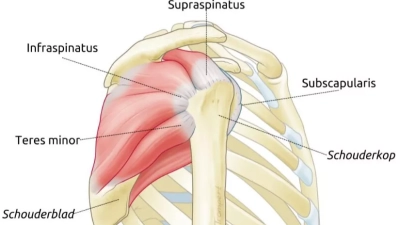 Anatomische illustratie van de vier rotator cuff pezen van de schouder: supraspinatus, infraspinatus, teres minor en subscapularis, met rechts de schouderkop en links het schouderblad