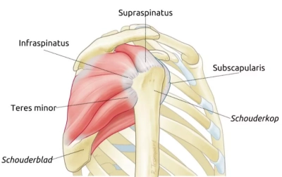 Anatomische illustratie van de vier rotator cuff pezen van de schouder: supraspinatus, infraspinatus, teres minor en subscapularis, met rechts de schouderkop en links het schouderblad